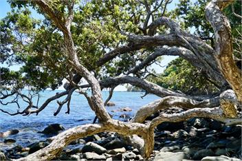 TePea Lodge   - Great Barrier Island