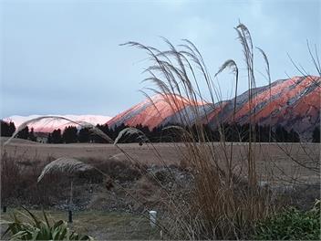 Manuka Magic - Twizel, Ben Ohau