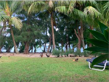 Teanoi's Beach House - Cook Islands