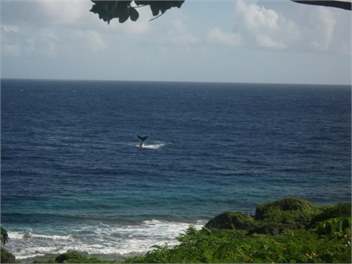 Kaliki Lodge - Niue Island