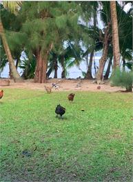 Teanoi's Beach House - Cook Islands