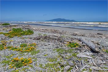 Beachfront Te Horo: The Beach Retreat - Kapiti Coast
