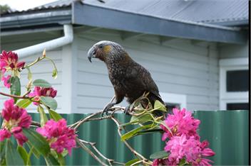 Argyle Cottage - STEWART ISLAND