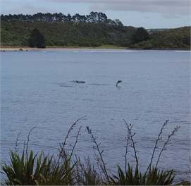 Tapuaetahi Beach Bach - Bay of Islands