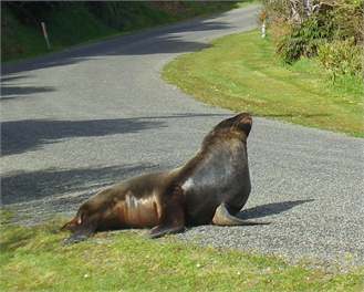 Awatea Beach House - Stewart Island