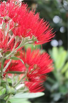 Ruru Lodge at Kotare House - Auckland