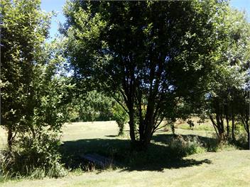Bowen's Bush - Mahia