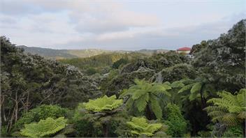 Explore bush and beach - Auckland