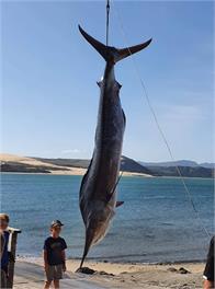 Catch of The Day - Northland