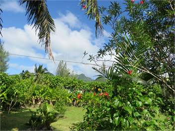 Heron's Reef Bougainvillea Studio - Cook Islands
