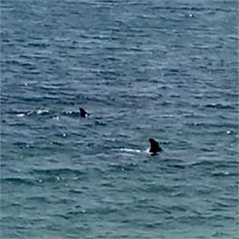 Orca beach house - Northland