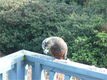 Anglem House & Car - Stewart Island