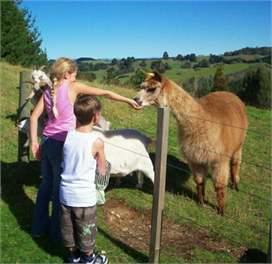 Taupo Farm Lodge - Farmstay, self-contained accommodation - Taupo