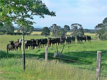 The Old Shepherd - Masterton