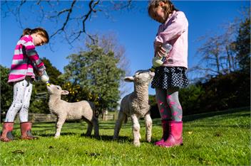 Mahaanui Cottage Farmstay Experience - Gisborne 4078 New Zealand