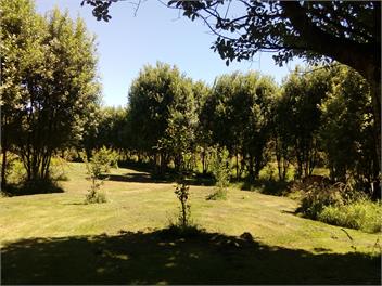 Bowen's Bush - Mahia