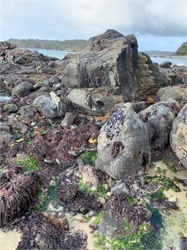 Ringaringa Beach Cottage - Oban