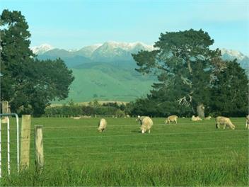 The Old Shepherd - Masterton