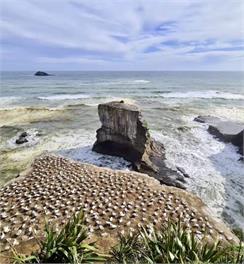 Waiata Manu Muriwai Birdsong Apartment  - Auckland 
