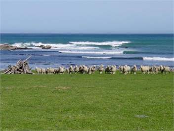 The Beach House - Martinborough