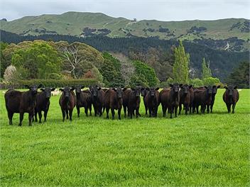Moeraki Station - Holiday House - Martinborough