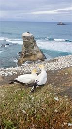Waiata Manu Muriwai Birdsong Apartment  - Auckland 